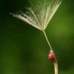 bleuetoile